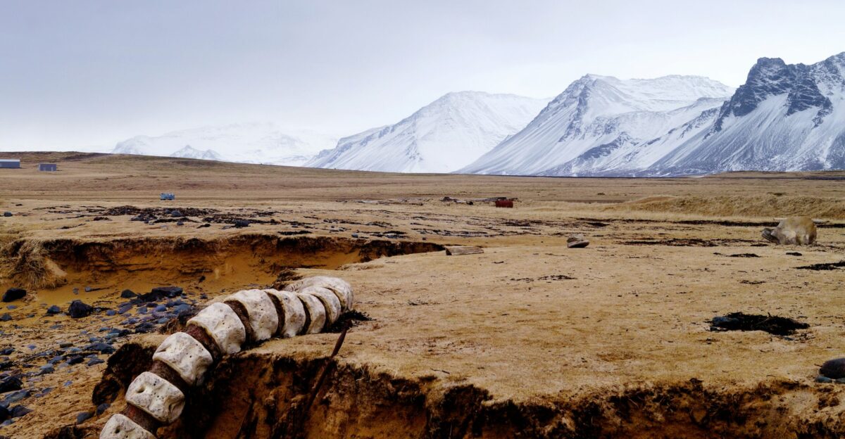 a group of animals in a desert