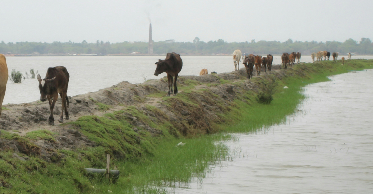 a group of cows stand near a river