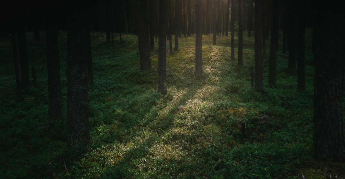 a path in a forest