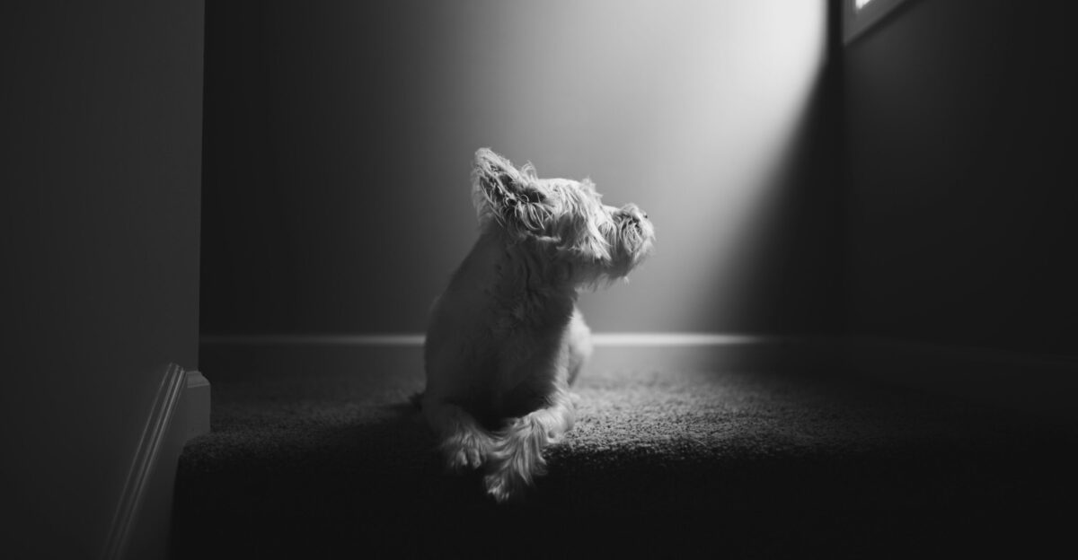 a dog sitting on the floor