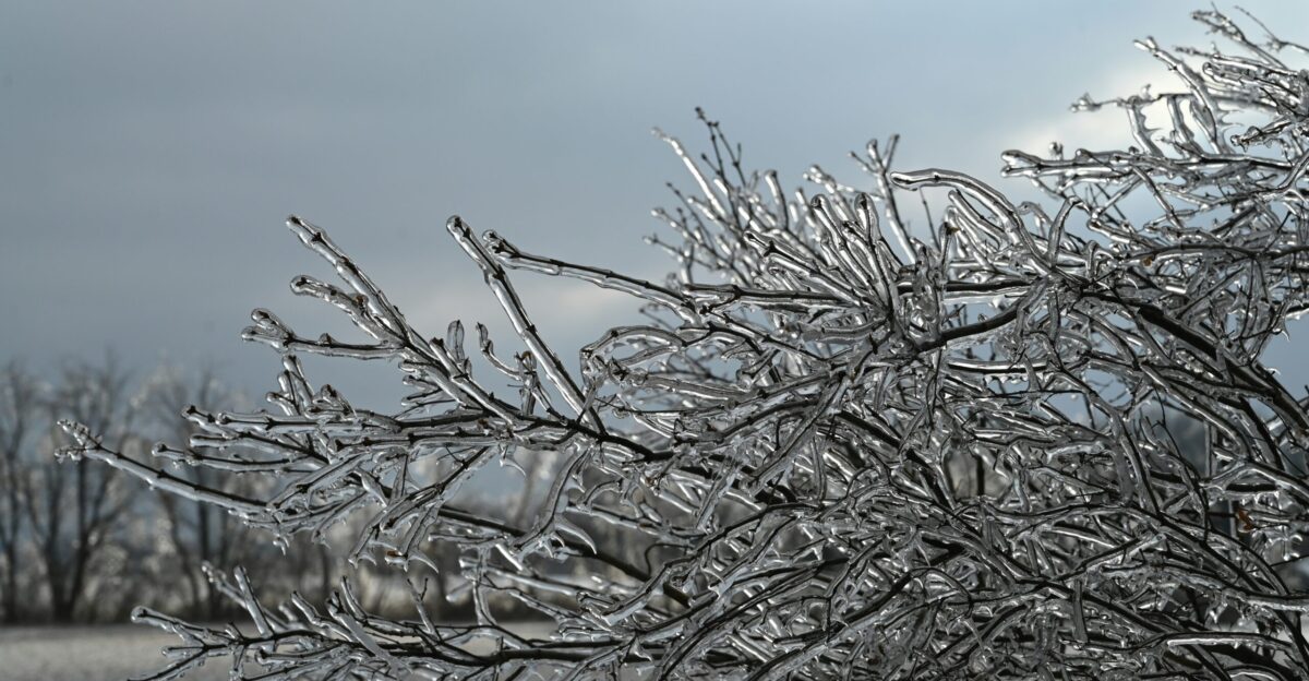 a tree covered in ice on a cloudy day