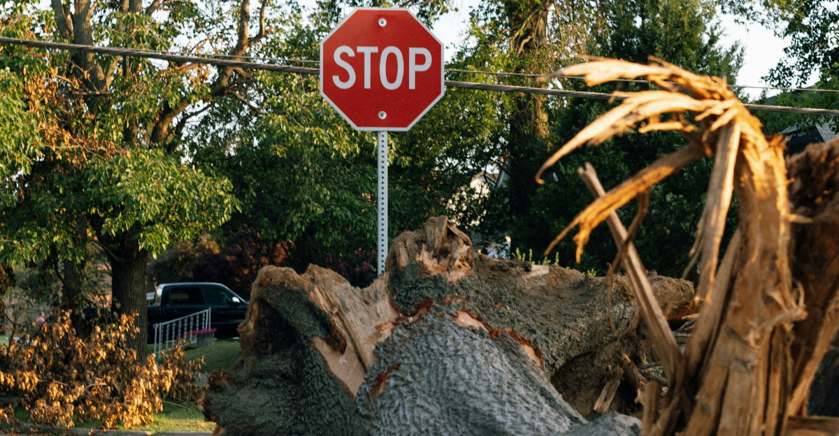 a tree that has fallen down and a stop sign