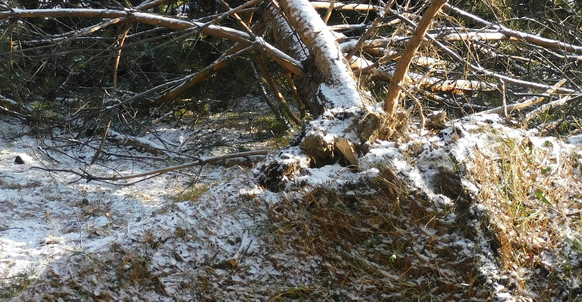 a tree that has fallen over in the snow