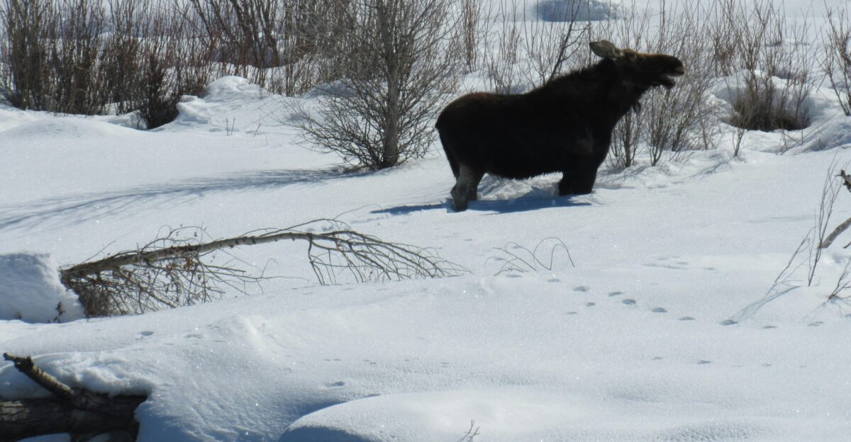 a black bear walking across a snow covered field