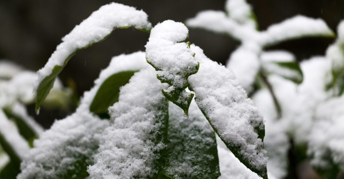 a close up of a snow covered plant