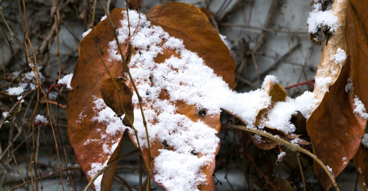 a leaf covered in snow next to a wall