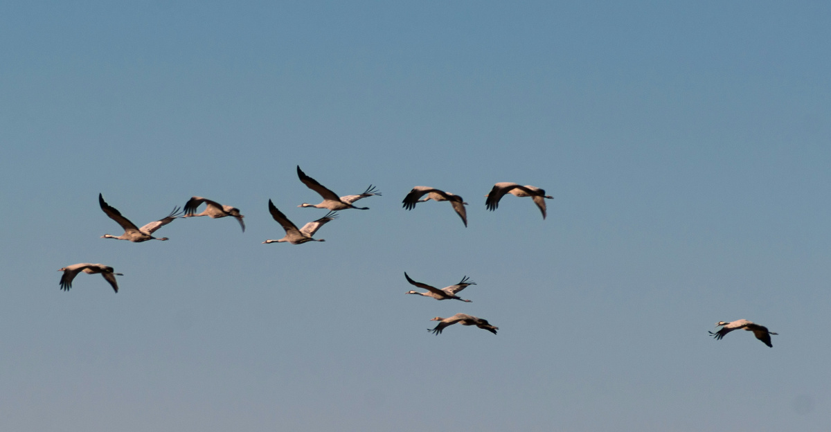 a flock of birds flying through a blue sky