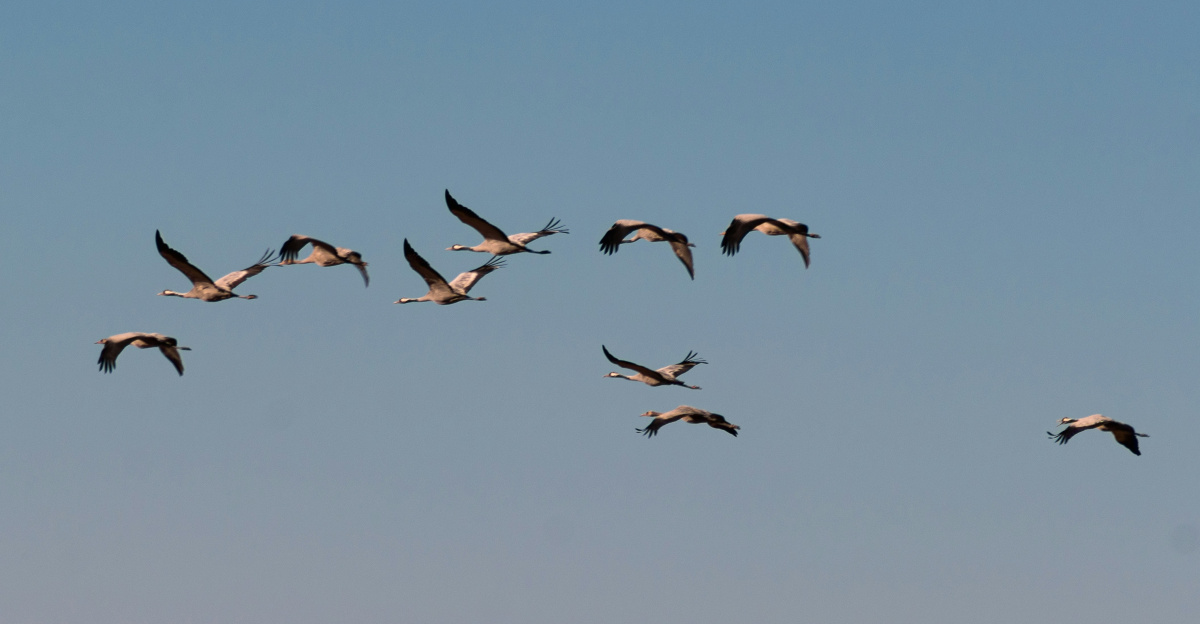 a flock of birds flying through a blue sky
