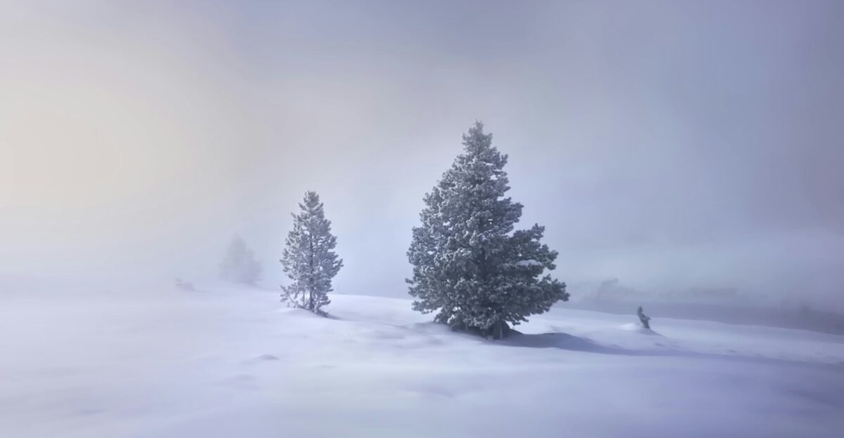 a group of trees standing in a snow covered field