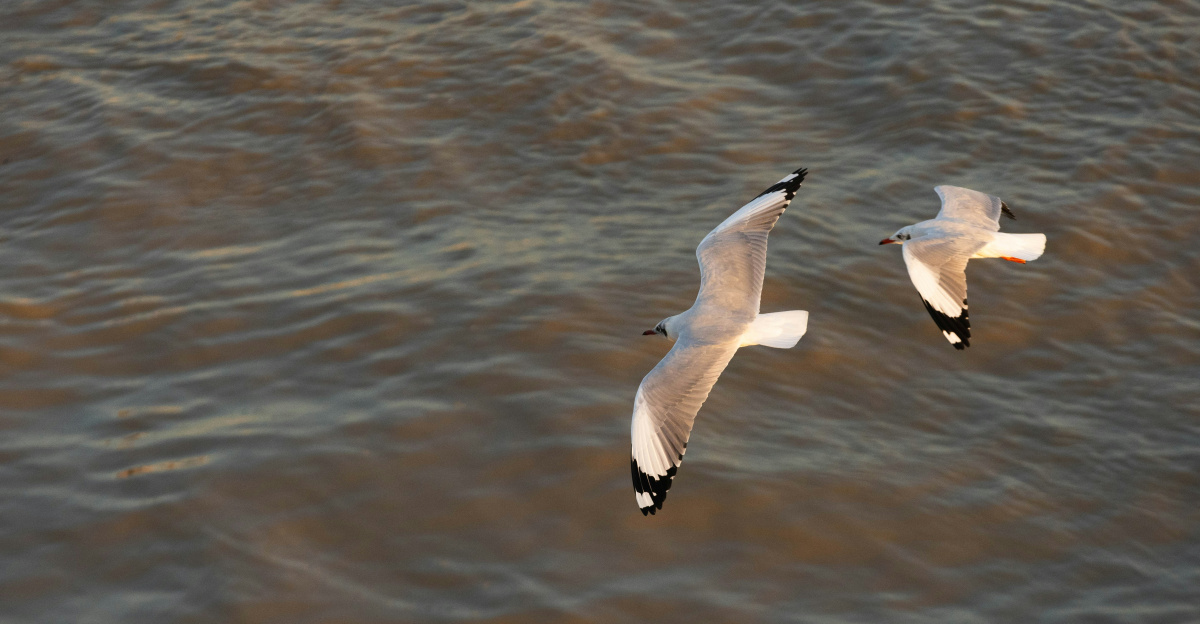 two seagulls flying over a body of water