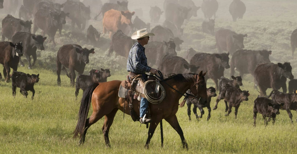 Big Creek Ranch cattle roundup in Wyoming