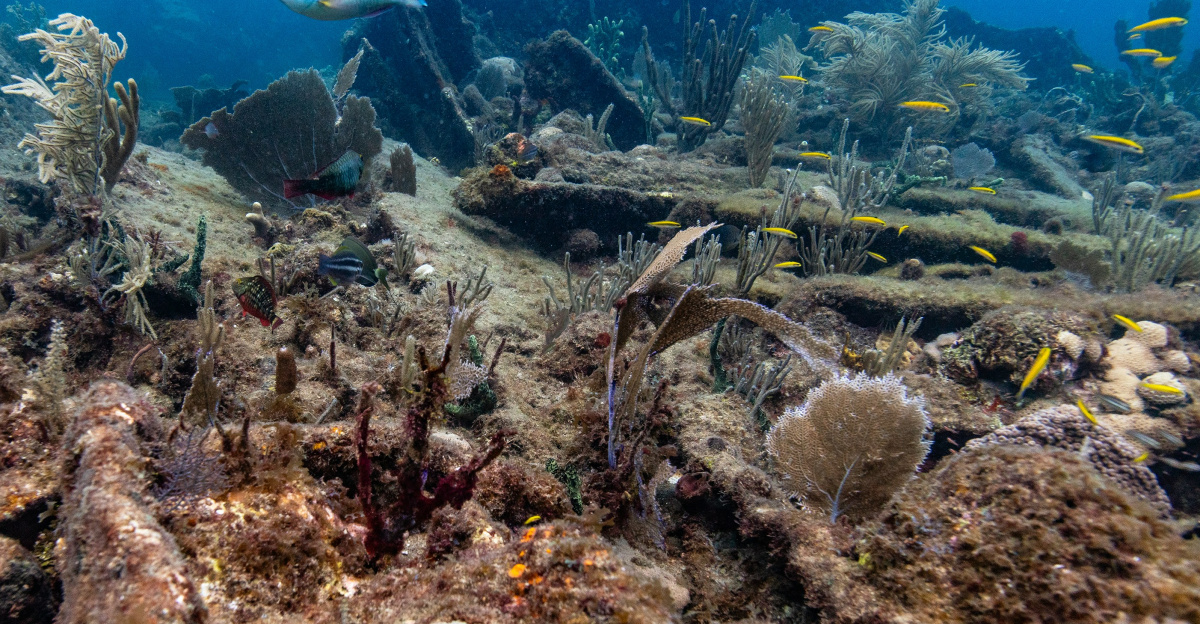 a large group of fish swimming over a coral reef