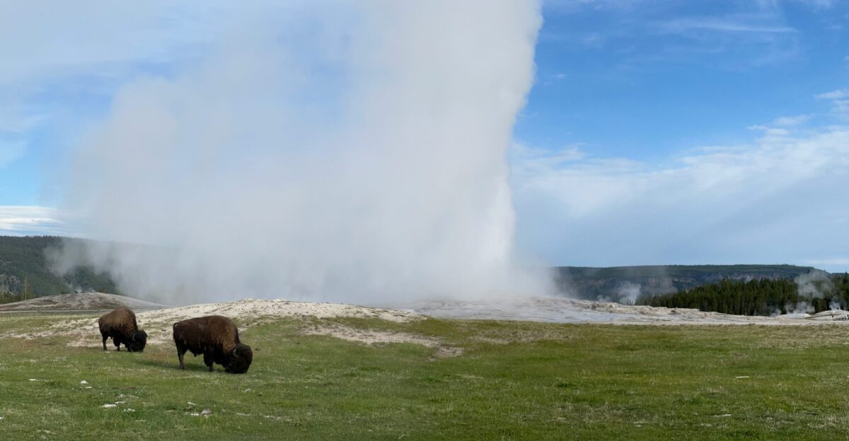 A group of bison grazing in front of a geyser
