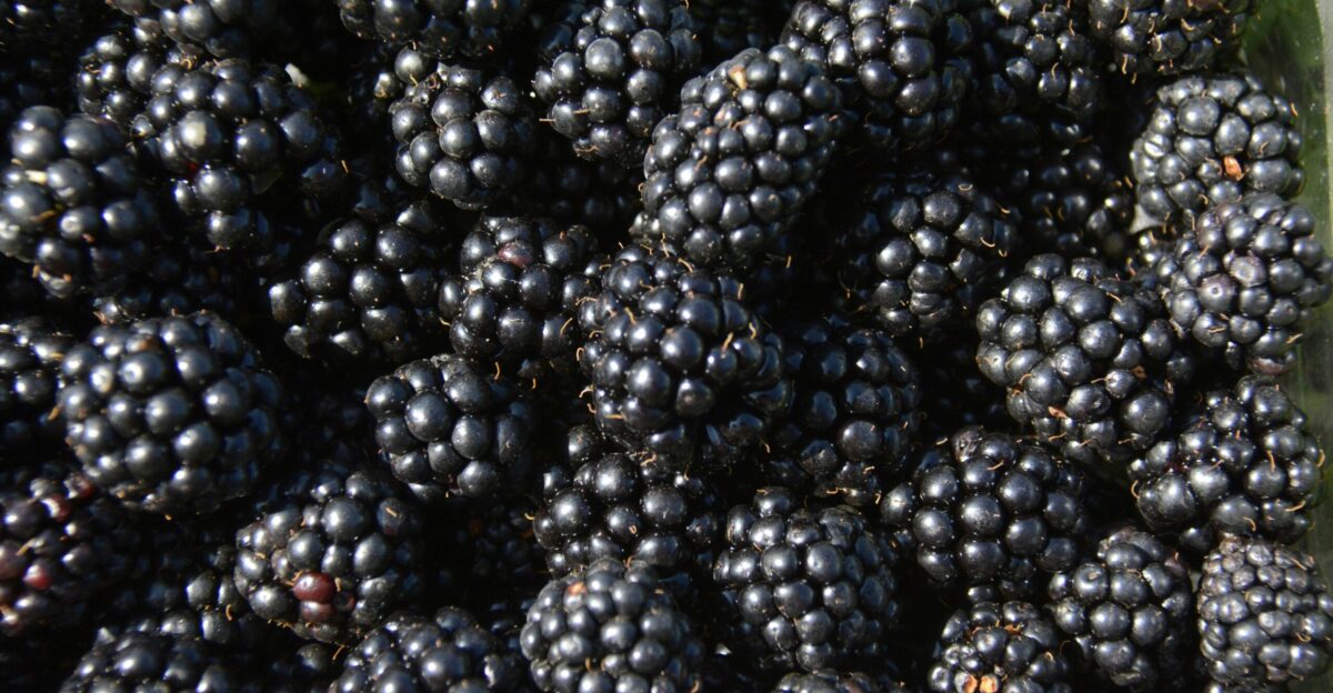 A pile of blackberries sitting on top of a table