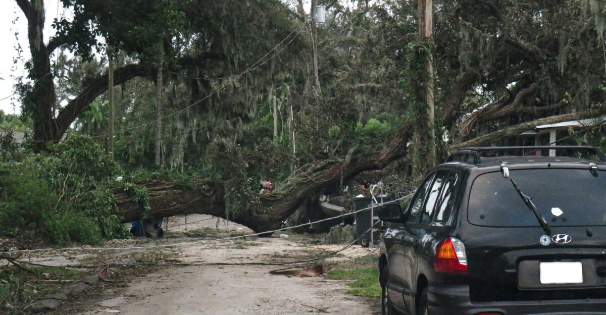 A car parked in front of a fallen tree