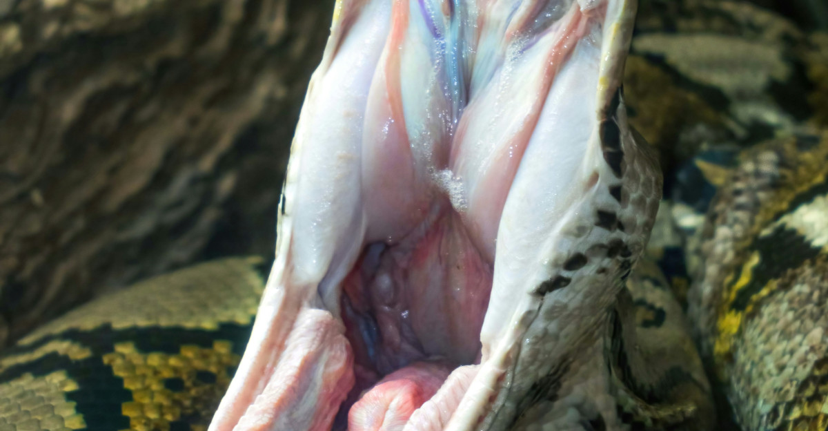 A close up of a snake with its mouth open