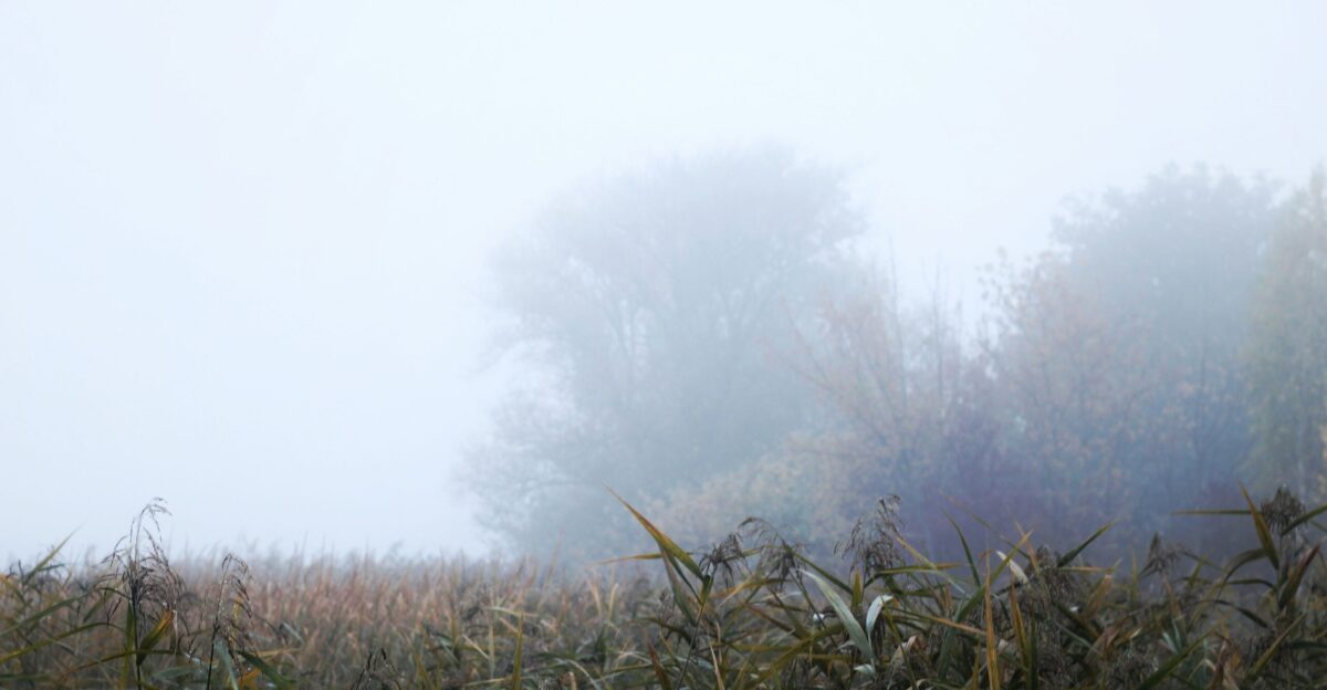 A foggy field with trees in the background