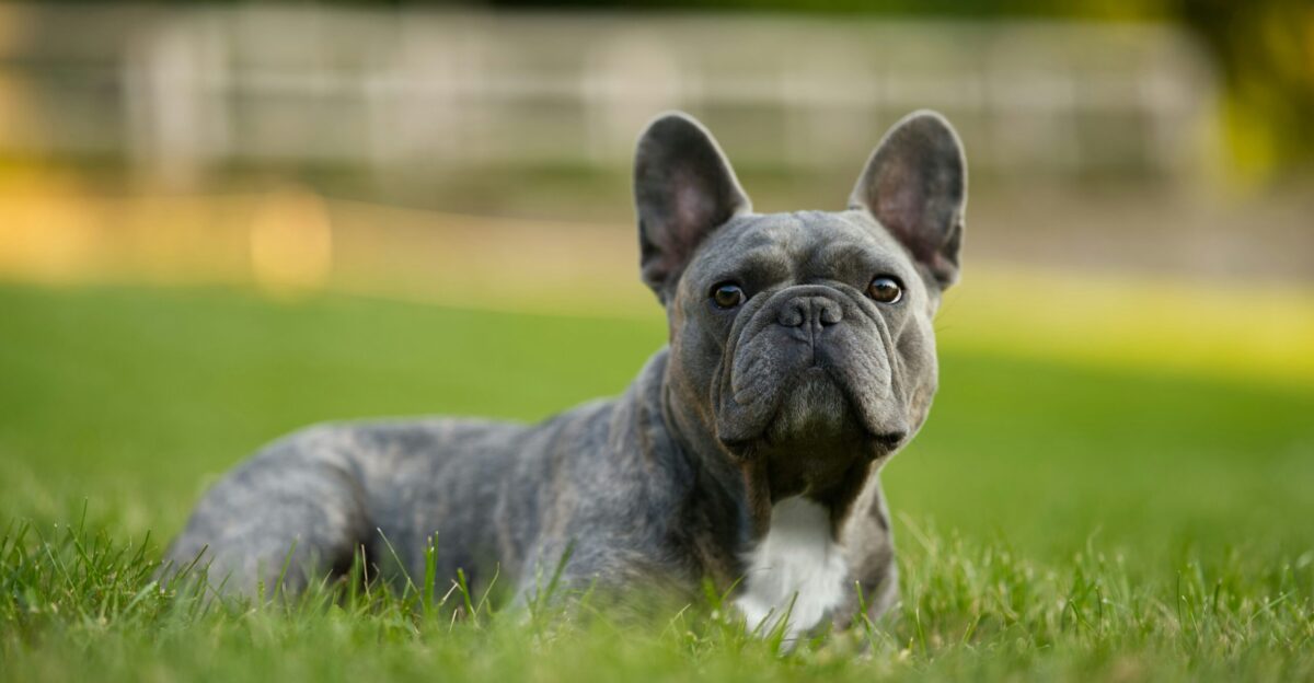 A french bulldog rests on green grass