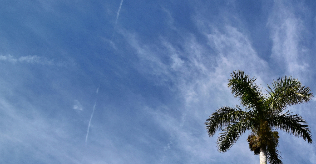 Tall palm tree reaches towards a blue sky.