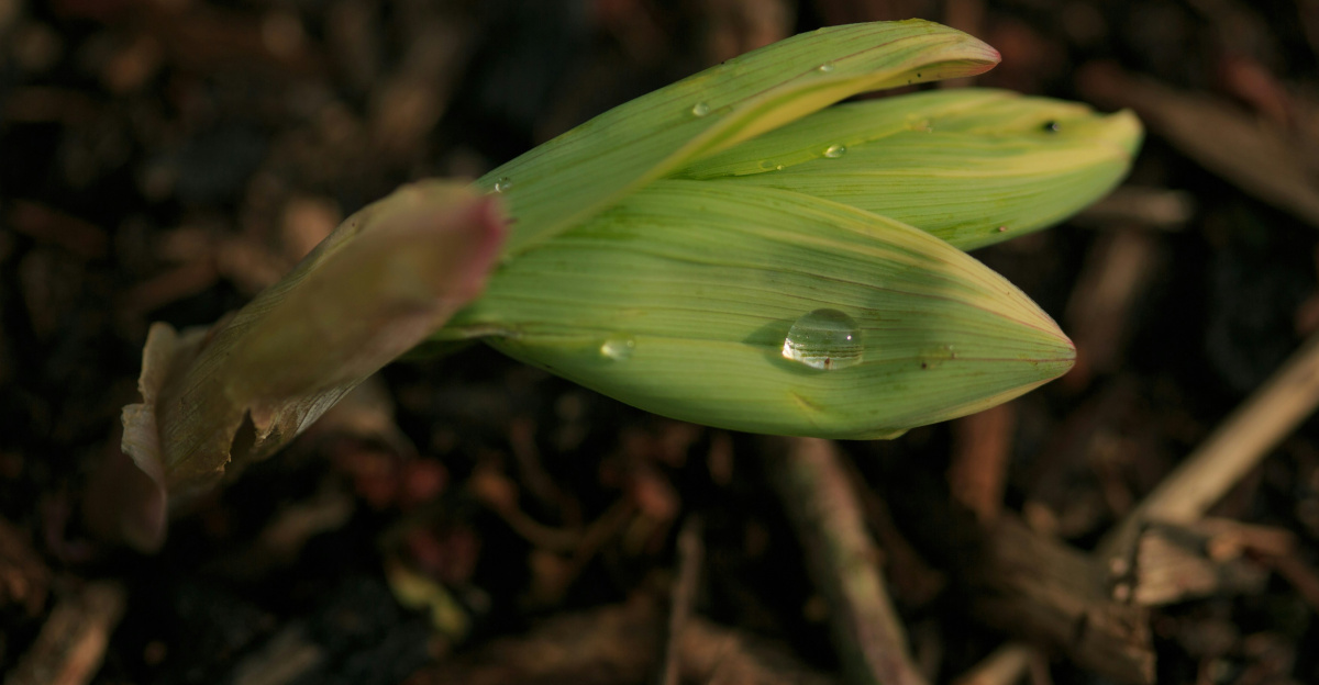 Water droplets sit on fresh green leaves.