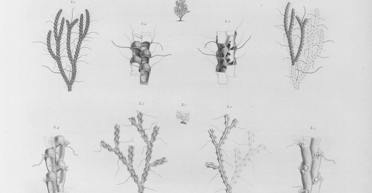 Phylogenetic Methodology