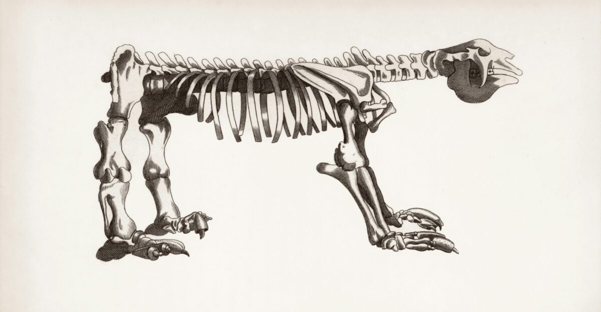giant ground sloth