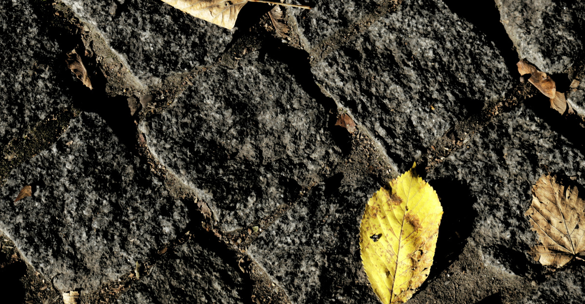 Fallen autumn leaves on dark, rough stone surface.