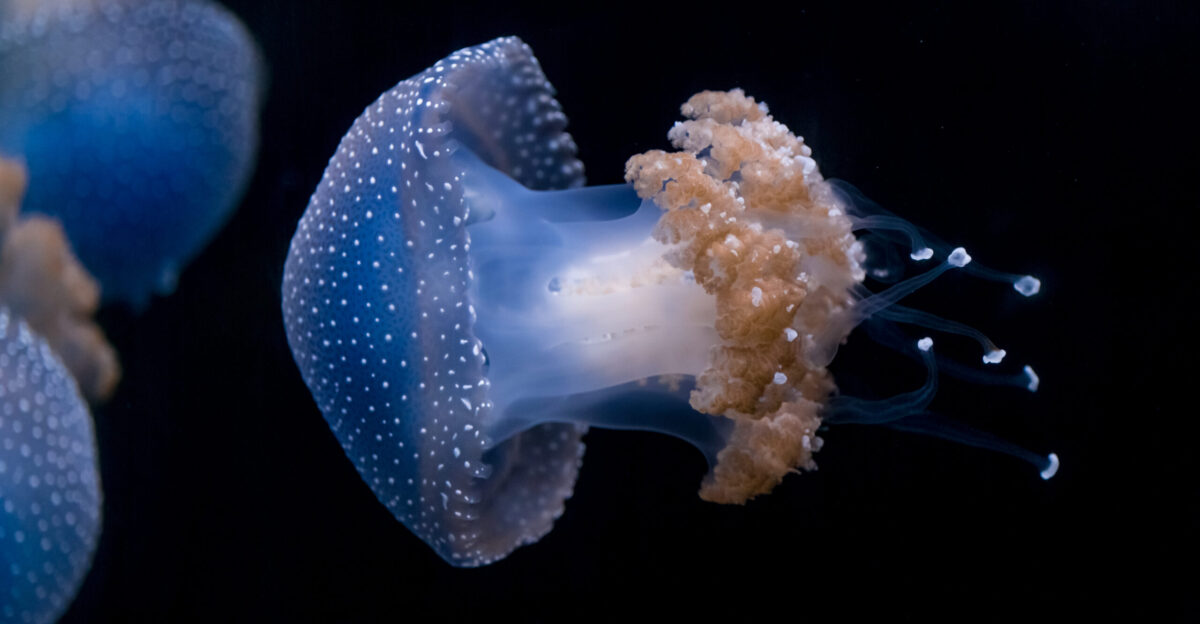 Phyllorhiza punctata