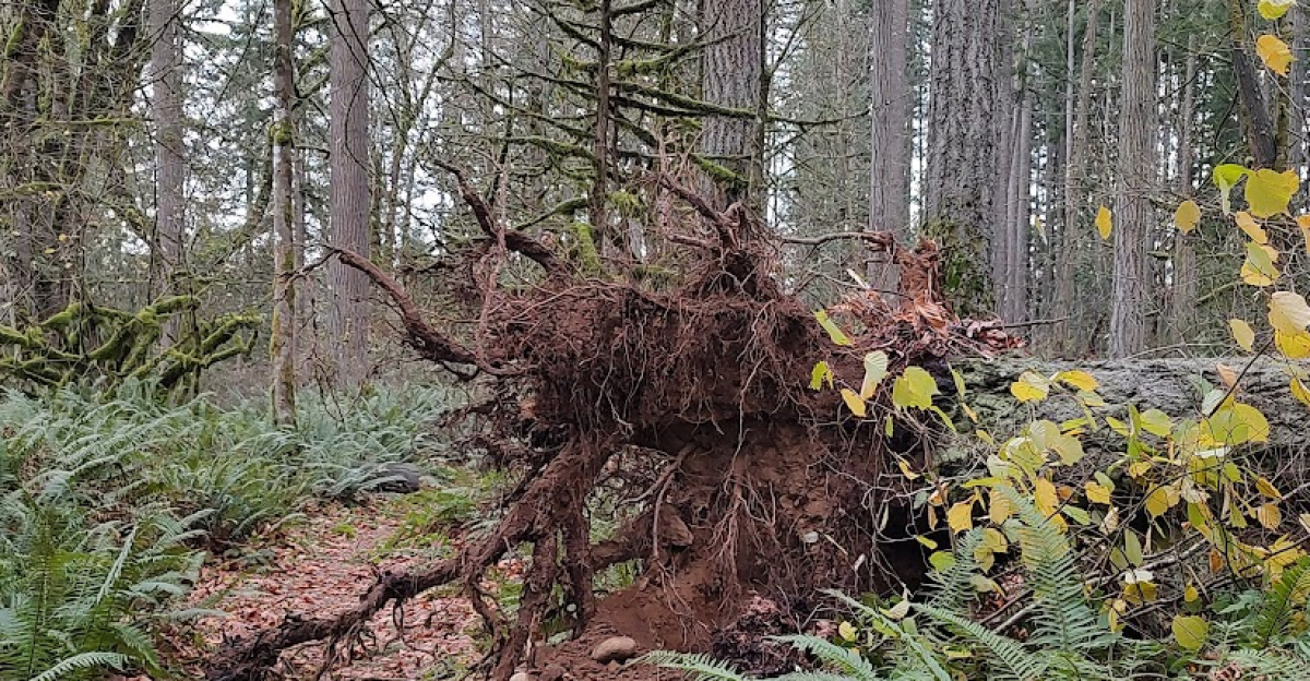 Tree uprooted during the 2024 PNW Bomb Cyclone