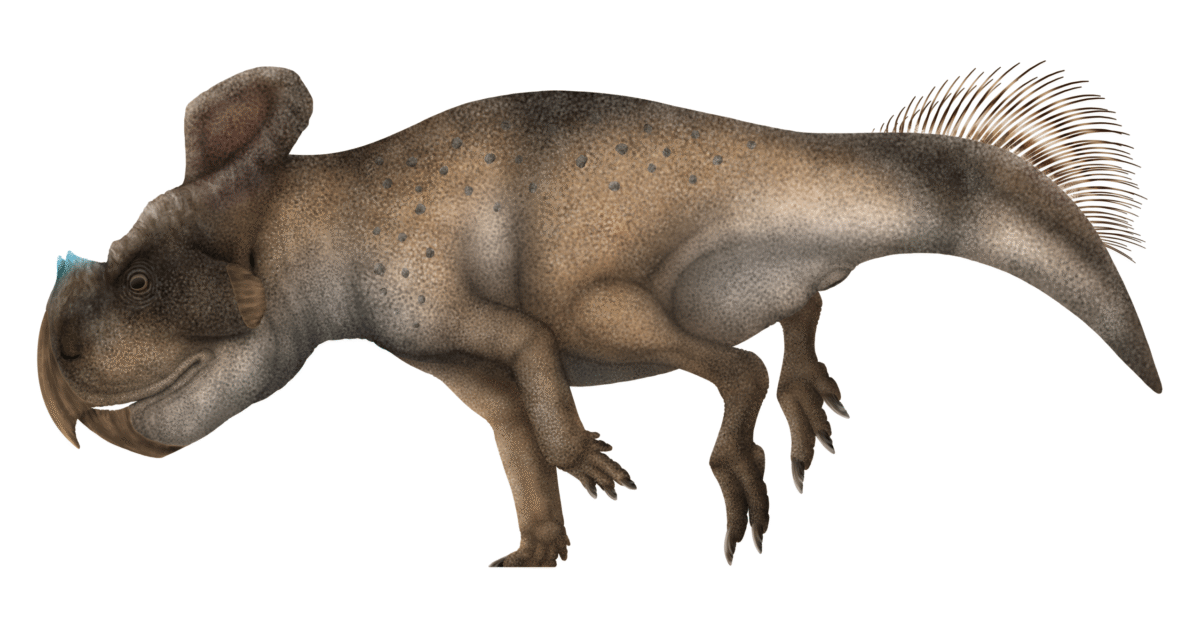 File Protoceratops hellenikorhinus Restoration png - Wikimedia Commons