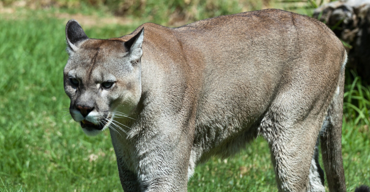 Puma concolor stanleyana, Rancho Texas Park. Tías, Lanzarote