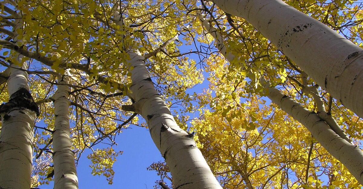 Quaking Aspens Populus tremuloides Little Cottonwood Canyon Salt Lake County Utah