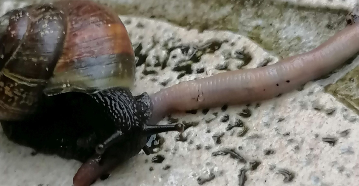 Ruhland, Grenzstraße 3, Baumschnecke (Arianta arbustorum) überwältigt Regenwurm (wahrscheinlich <i>Lumbricus terrestris</i>)  auf dem Gartenweg;<br>
der Regenwurm hat bereits mehrere Verletzungen (mindestens eine gut sichbar)
