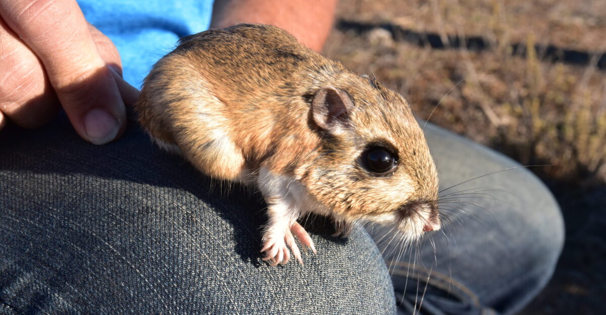 Stephens kangaroo rats are small mammals that live in warm arid environments They have fur-lined external cheek pouches used to transport seeds and large hind legs used for jumping Photo by Joanna Gilkeson USFWS Photo description Pocket mouse on someone s knee person holds its tail