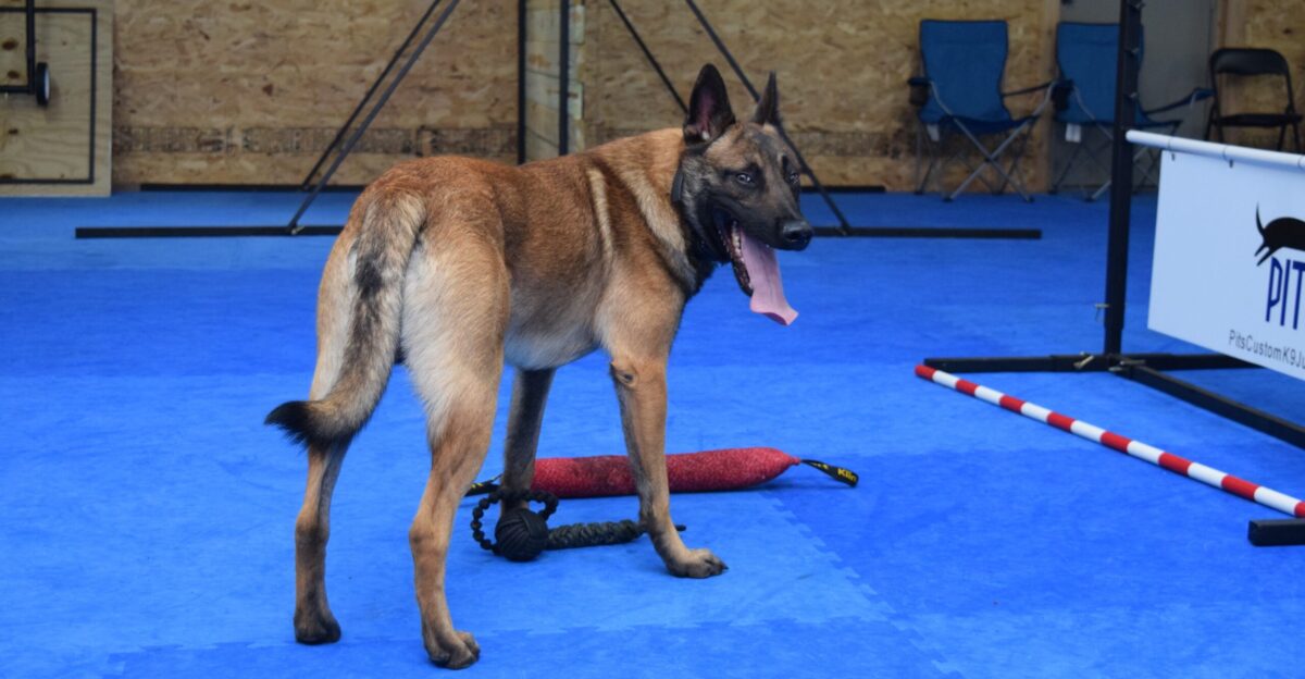 Wheeler Wisconsin resident Steve Powell s indoor sport dog training area during a June 2015 Greatmats customer photo shoot Powell uses Greatmats Dog Agility Mats Interlocking Tiles for his dog training space