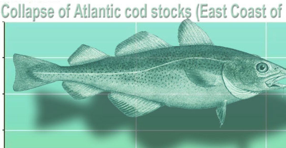 Collapse of Atlantic cod landings off the East Coast of Newfoundland in 1992. From the late 1950s, offshore bottom trawlers began exploiting the deeper part of the stock, leading to a large catch increase and a strong decline in the underlying biomass. Internationally agreed quotas in the early 1970s and, following the declaration by Canada of an Exclusive Fishing Zone in 1977, national quota systems ultimately failed to arrest and reverse the decline