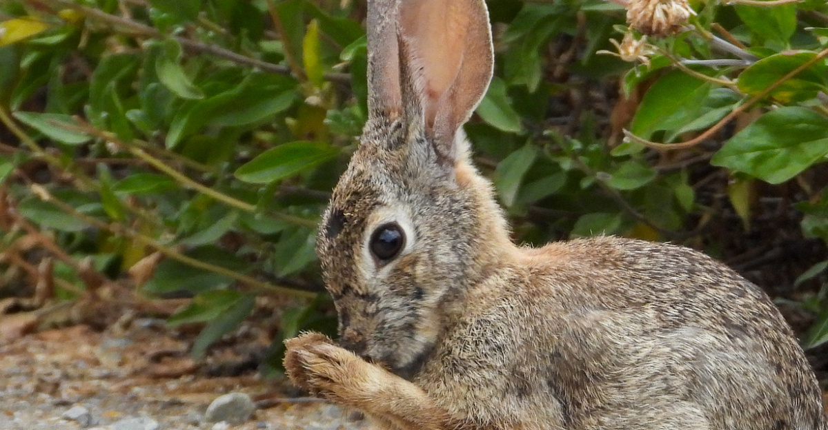 Desert Cottontail (<i>Sylvilagus audubonii</i>)