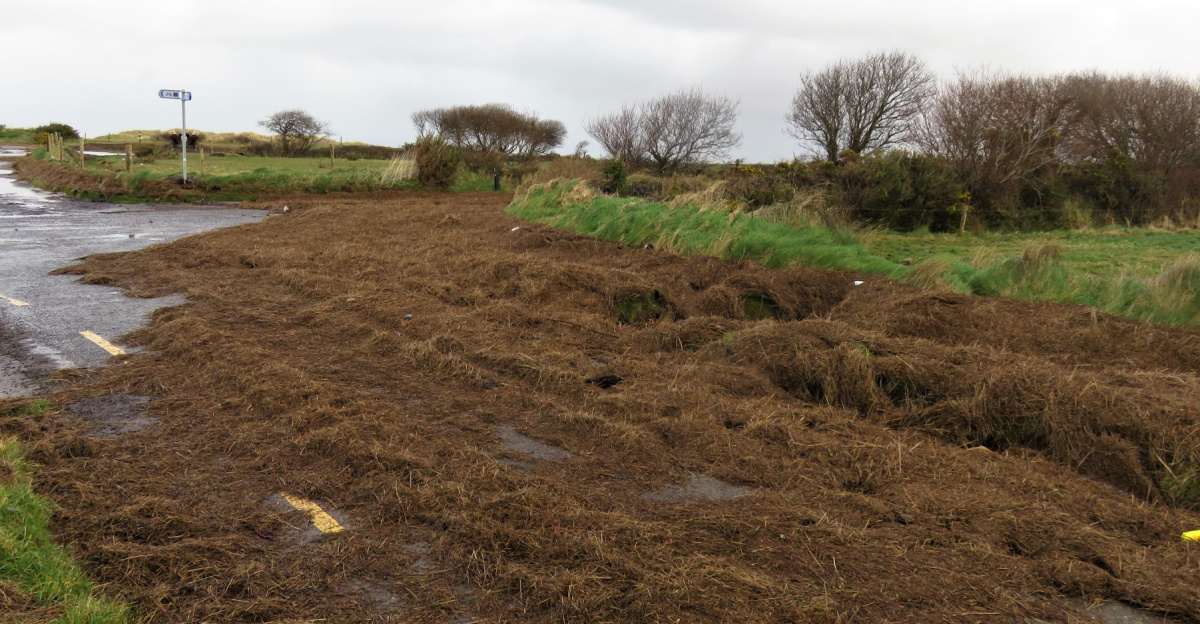 Debris from the marsh at Caher, east of Castlegregory on the shores of Tralee Bay, following a combination of a high tide and storm Eunice on 18th February.