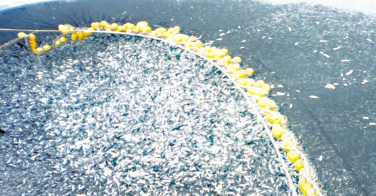 Draggers and Trawlers