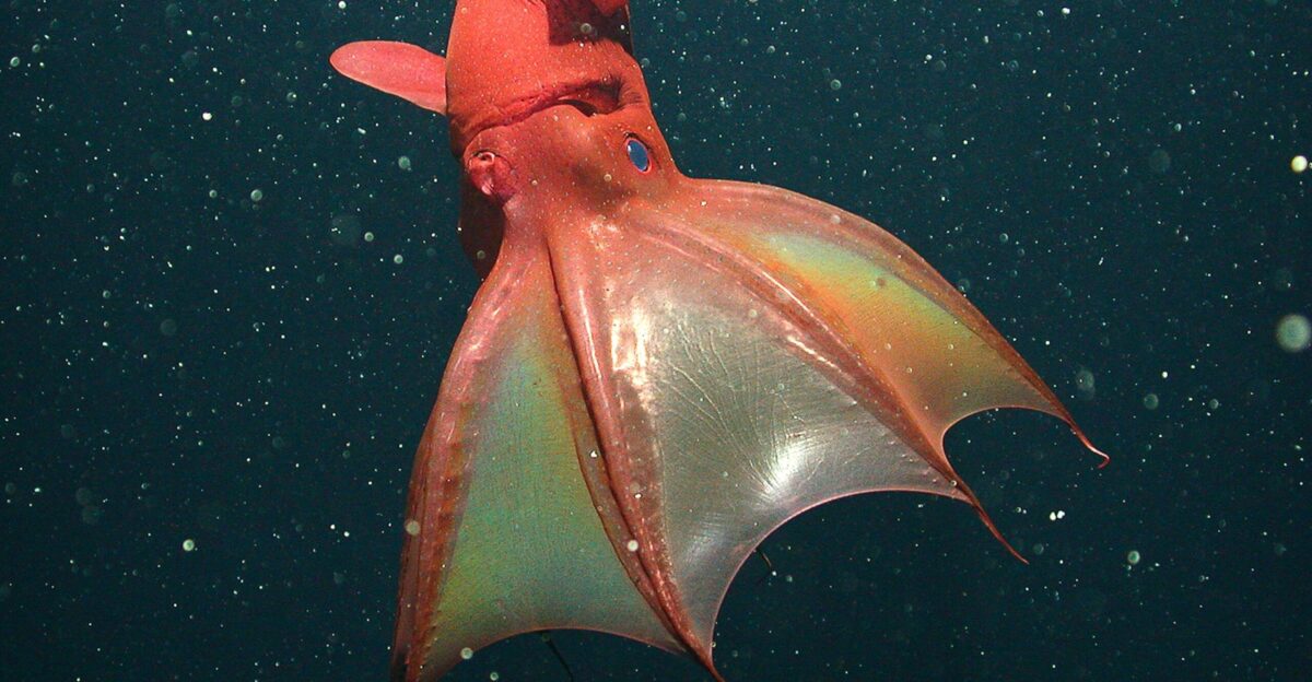 Pictures Vampire Squid s Surprising Diet Revealed National