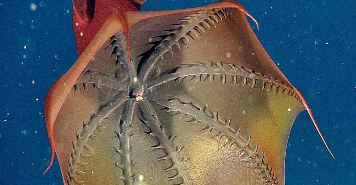 Pictures Vampire Squid s Surprising Diet Revealed National