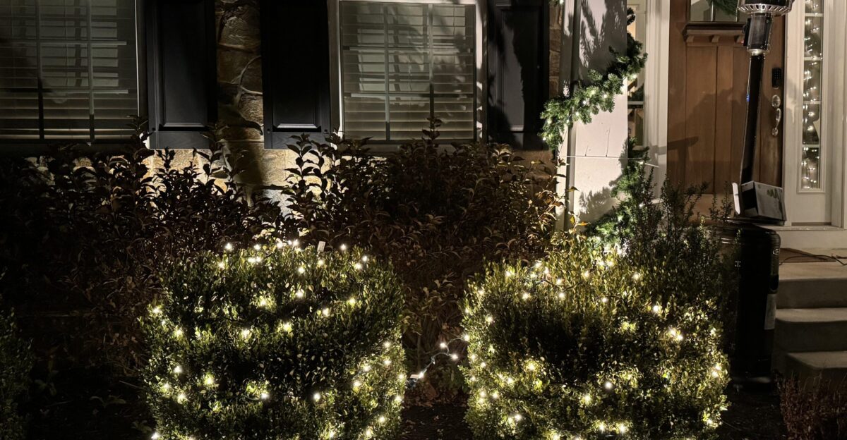 Need some help hiding the light string between my boxwoods r DIY