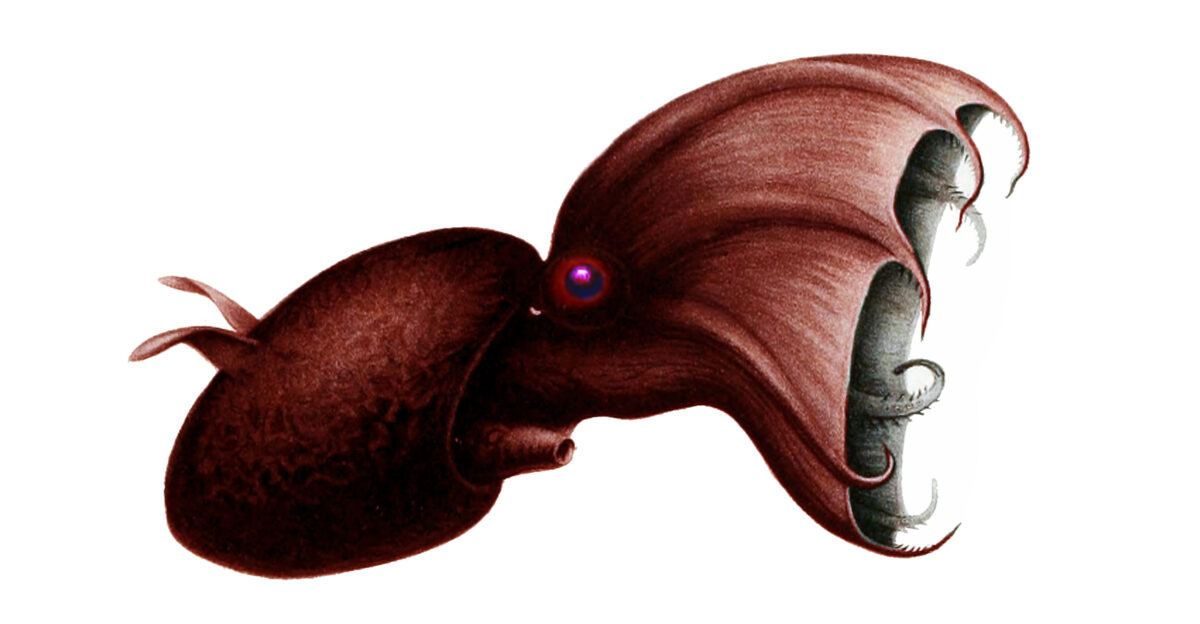 Vampyroteuthis infernalis