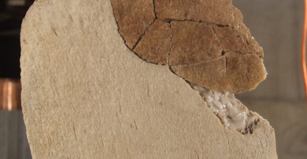 Gluing the pieces back together Whenever possible Whales and Nails used original bone to make repairs This pic shows how the team glued several small fragments together to repair the tip spinous process of a broken vertebra Keywords repairs