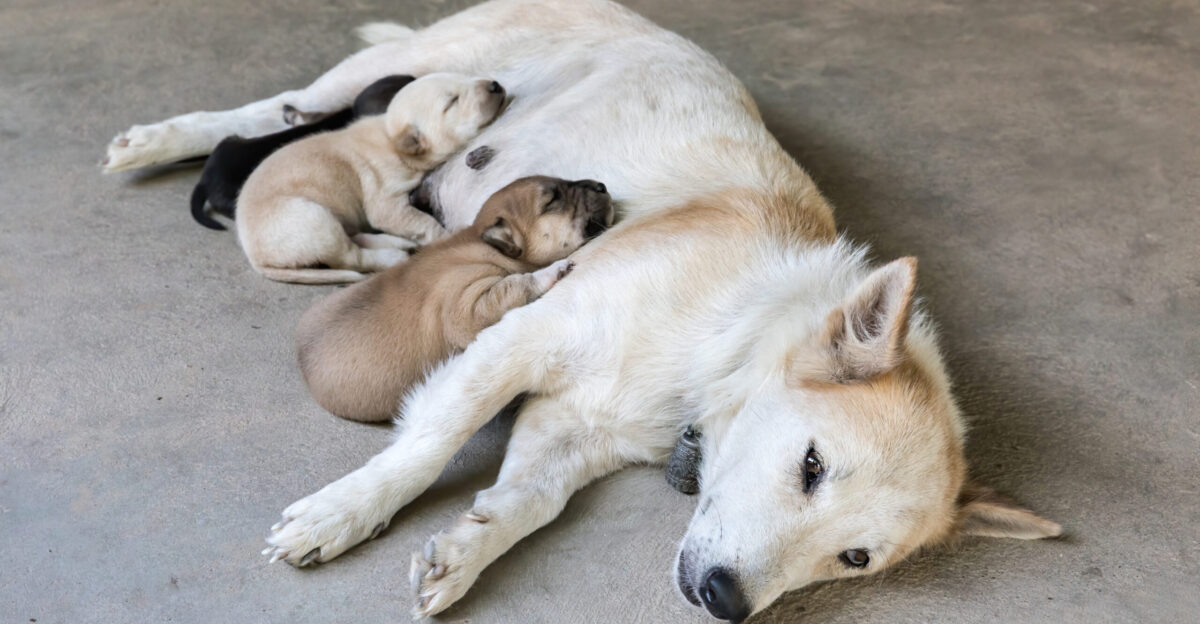 White dog resting on the floor with puppies after nursing Don Det Si Phan Don Laos