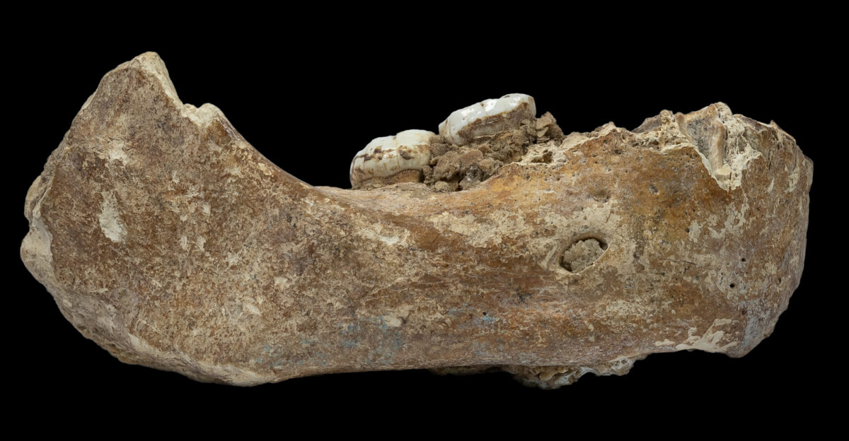 Xiahe mandible - Wikipedia