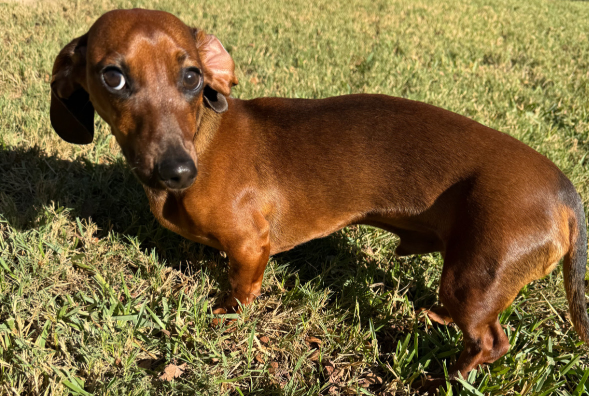A brown miniature dachshund puppy