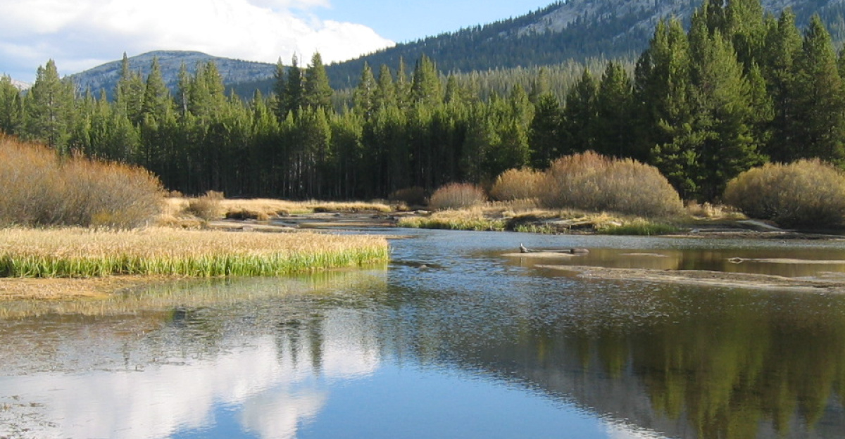 A wide spot in the Tuolumne River as it passes through Tuolumne Meadows.