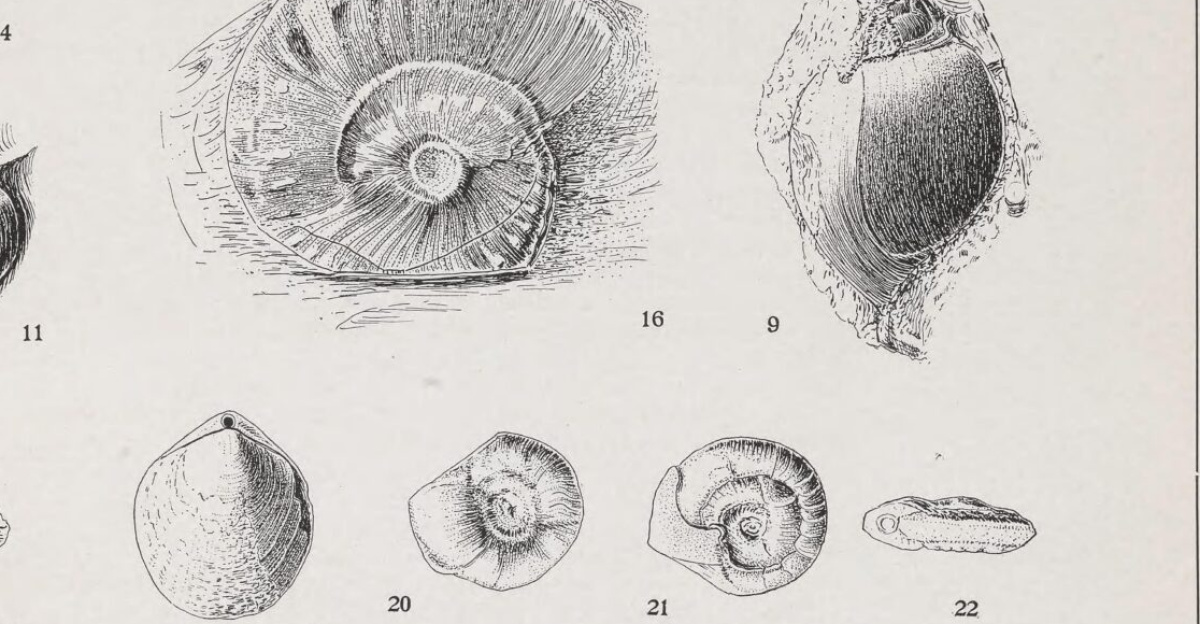 A contribution to the paleontology of Trinidad,