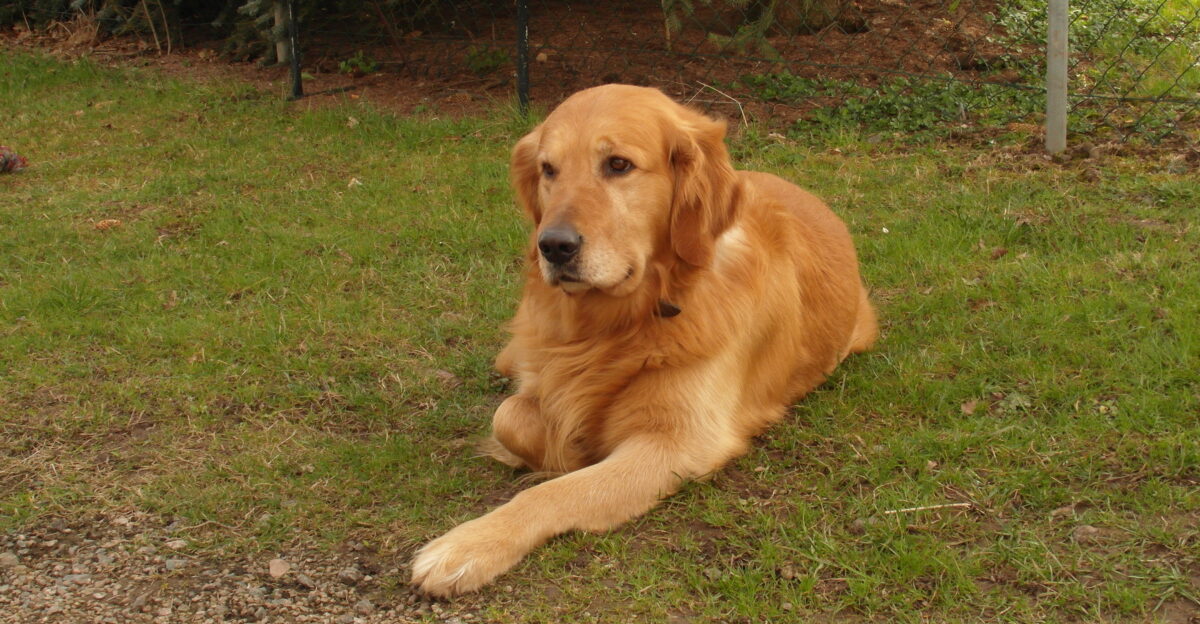 A Golden Retriever lying on grass